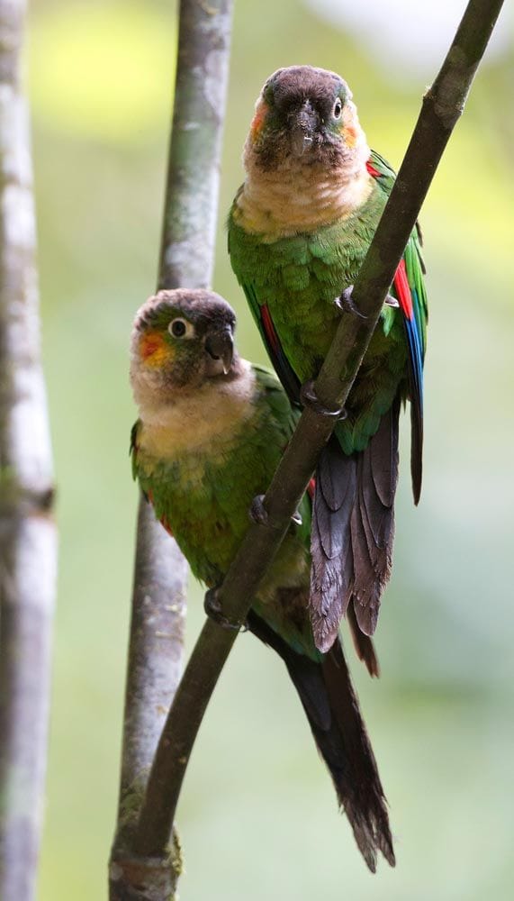 Conure à col blanc